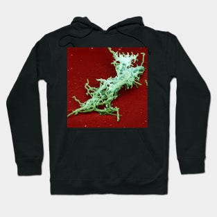 Lyme disease bacteria, SEM (C001/5889) Hoodie